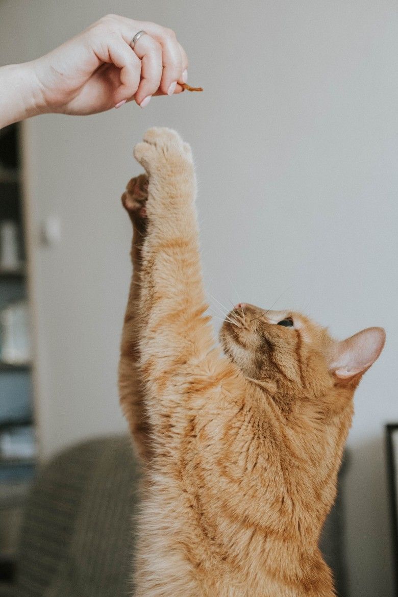 Pets Essentials
